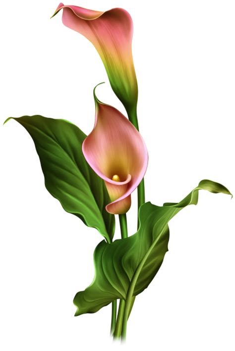 Calla Lily Flower Png