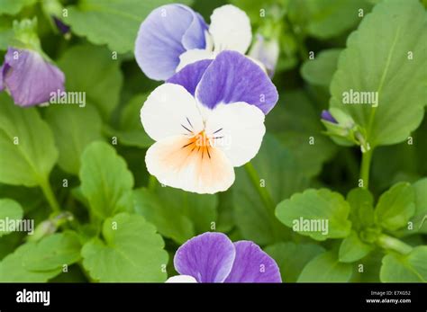 Viola Penny Peach Jump Up Stock Photo Alamy