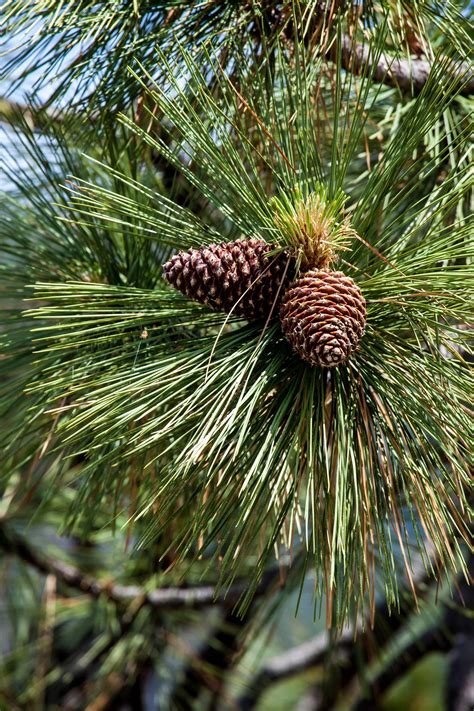 Free Stock Photo Of Cones Fir Tree Pine Cone