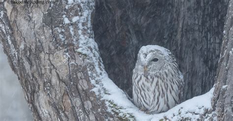 Hakodate Birding A Pair Of Snowy Owls
