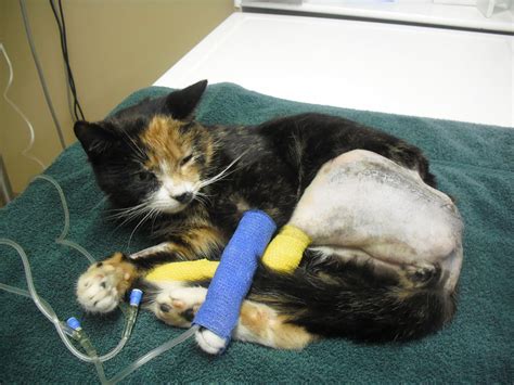 Drowning In Cats Featured Rescue Eva The Calico Has A Broken Leg