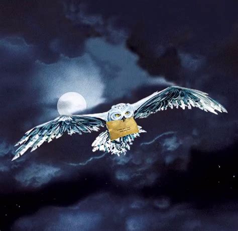 Hedwig The Owl Harry Potter Fandom White Owl Snowy Owl Messenger