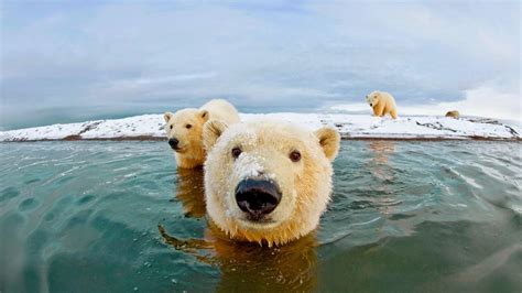 Polar Bears Arctic National Wildlife Refuge Alaska By Steven