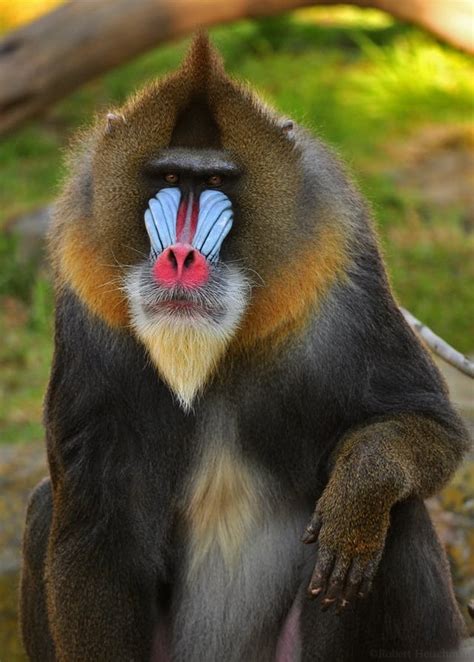 Mandrills Are The Largest Monkeys On Earth They Live In Huge Groups Of