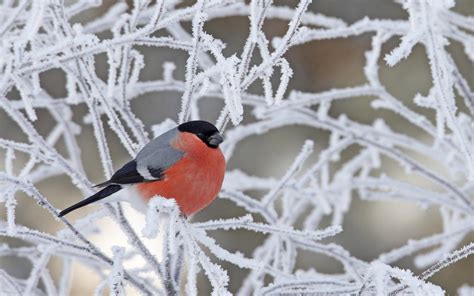 Wallpaper Birds Nature Snow Winter Branch Frost Wildlife