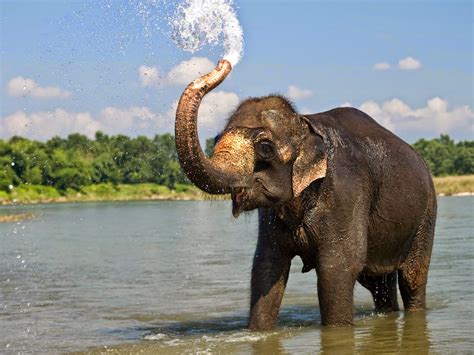 Beautiful Elephant Images Hd Wallpaper Elephant Pics Full Hd 1600x1200 Download Hd