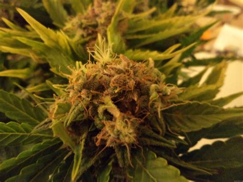 Lowryder came out of a desire to breed innovative cannabis seeds, coupled with the limitations. Strain-Galerie: Lowryder #2 (Joint Doctor) PIC ...