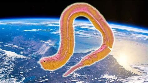 Nasa Hundreds Of Worms And Baby Squid Head To The International Space