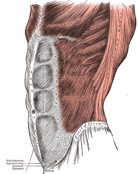 Lay flat on your back with your knees bent and your feet flat on the ground, about a foot from your lower back. The Muscles and Fasciæ of the Abdomen - Human Anatomy