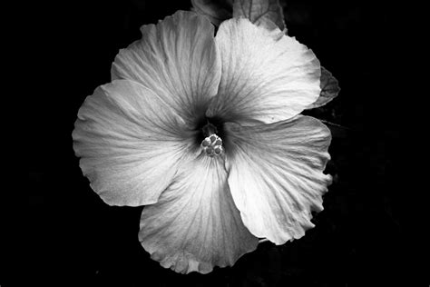 Free Images Black And White Flower Petal Flora Close Up Eye