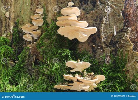 Closeup Of Mushrooms On A Tree Trunk Stock Image Image Of Fungal