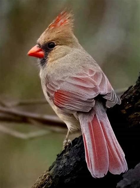 What Does A Female Cardinal Look Like Hint Shes Not Red