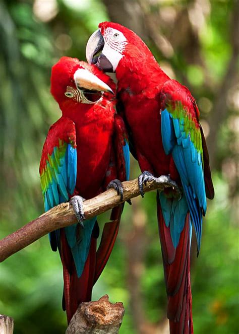 22 Scarlet Macaw Facts Guide To The Beautiful Ara Macao Justbirding