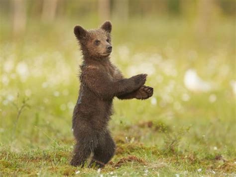 Bear Cub Photographed Dancing Gangnam Style In Finland The Independent