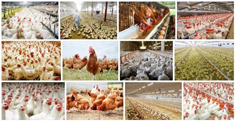 Meaning Of Poultry Farming Bestitude