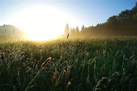 Hd Wallpaper Green Tall Grass Field Besides Trees At Sunrise Meadow