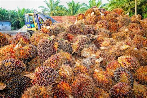 It requires only 0.26 hectares (about 0.6 acres). Brands and Companies that use Palm Oil