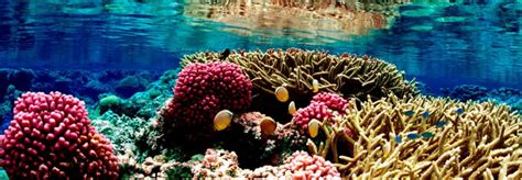 Coral Reef Ecosystem Full Width Tall Inhabitat Green Design