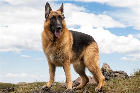 German Shepherd Best Guard Dog Breeds For Protection In 2020 German