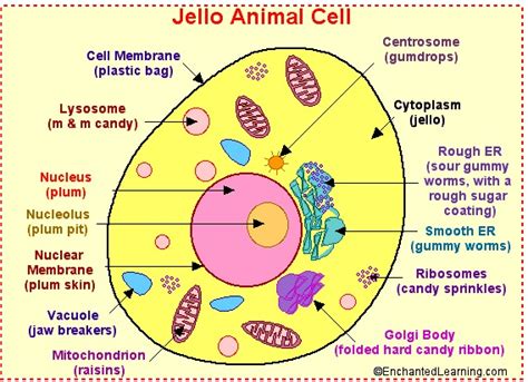 Parts Of Animal Cell Biological Science Picture Directory