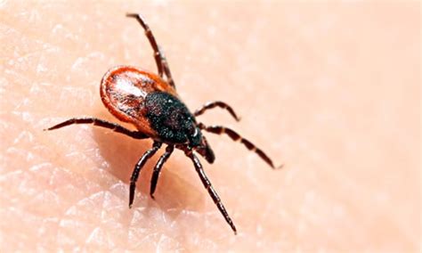 If you haven't registered for the mcat, you'll find the list of mcat testing centers available in michigan. About | Commercial Pest Control Services & Termite Treatment