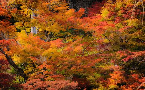 Fall Wallpaper Japan Jeffrey Friedls Blog Kyoto Fall