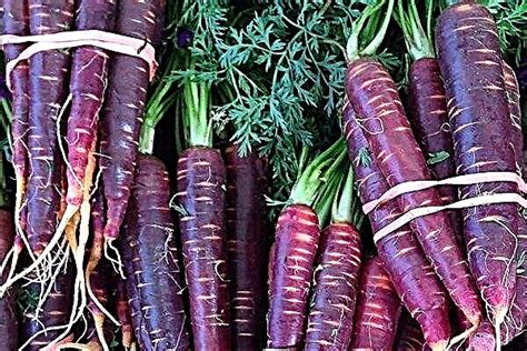 Purple Carrots Characteristics Photos Varieties Cultivation