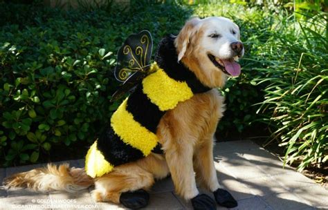 Top 5 Halloween Costumes For Golden Retrievers That Are Simply Awesome