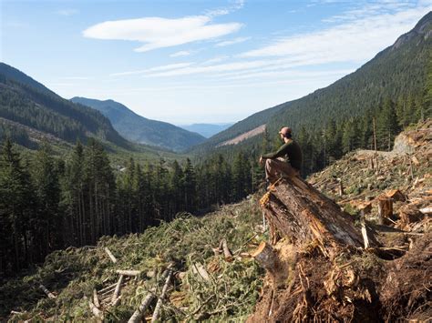 Debunking Old Growth Forest Claims In British Columbia Canadas