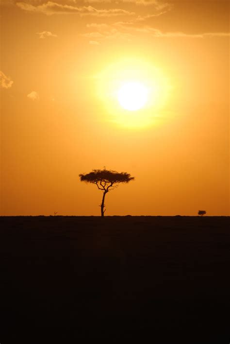 Free Images Tree Horizon Silhouette Sun Sunrise