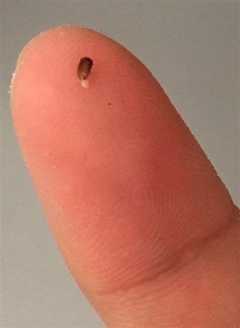 [Honolulu, HI] Small brown bug infestation in my pantry : whatsthisbug