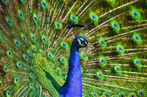 Light as a feather is an american supernatural thriller streaming television series, based on the book of the same name by zoe aarsen, that premiered on october 12, 2018, on hulu. Peacock Feather - Learn the symbolism of this Mystical Bird