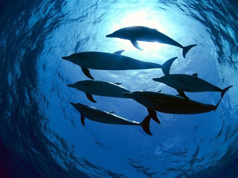 Wallpaper Dolphins Swimming Underwater 3000x2250 667411 Hd