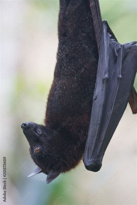 Large Malayan Flying Fox Close Up Portrait Hanging Upside Down