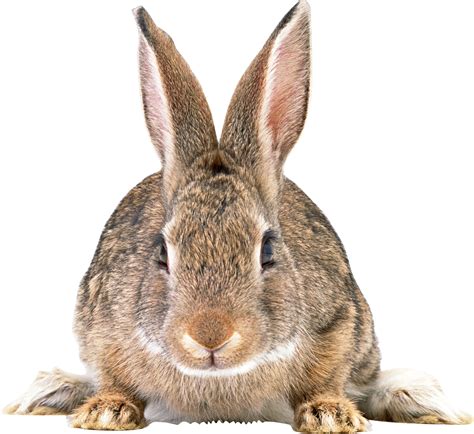 Collection Of Rabbit Hd Png Pluspng