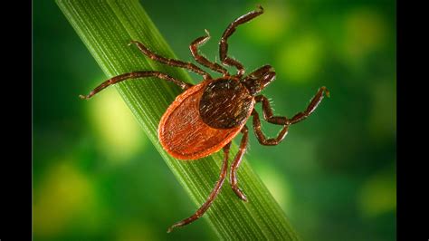 As Lyme Disease Cases Rise Tips For Protecting Against Tick Bites