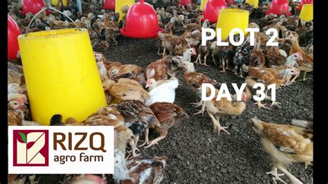 Peternakan ayam kampung pedaging ini dimulai dari pemeliharaan doc ( day old chick) sampai waktu panen sekitar 2,5 bulan dengan perawatan yang intensif. Ternakan Ayam Kampung Komersial(AKK) -by Rizq Agro Farm ...