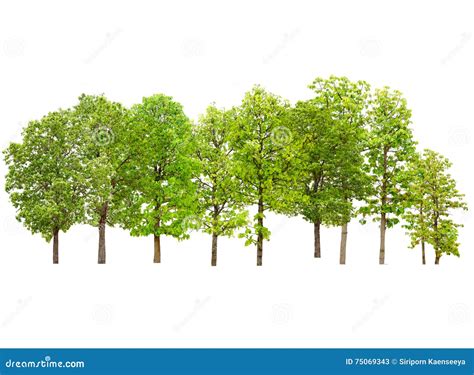 Tree Group Collection Isolated On White Background Stock Image Image
