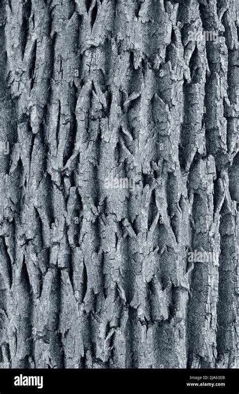Elm Tree Bark Stock Photo Alamy