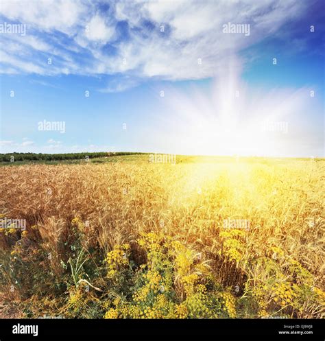 Bright Rays Of Sunlight Stock Photo Alamy