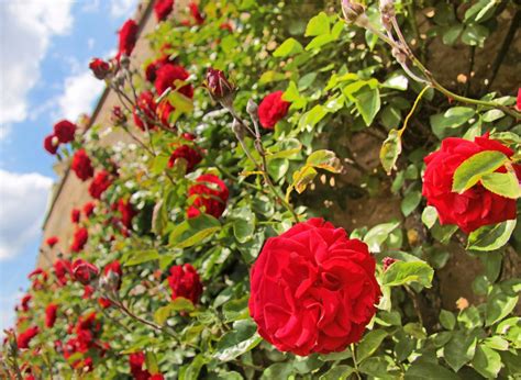 Najpiękniejsze Róże Ogrodowe Jakie Wybrać Odmiany I Jak Pielęgnować