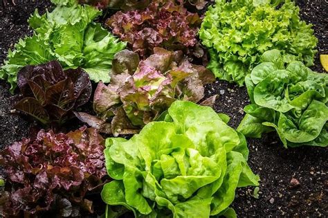 Beberapa tanaman sayur yang bisa untuk berkebun skala rumahan adalah paprika, daun bawang, kangkung, kacang polong, 5 Jenis Sayur dan Buah yang Cocok Jadi Tanaman Hias di ...