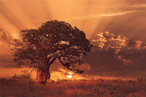 Brown Tree In Field During Sunet Nature Landscape Sunset Trees Hd
