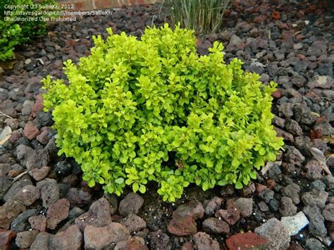 Plantfiles Pictures Japanese Barberry Tiny Gold