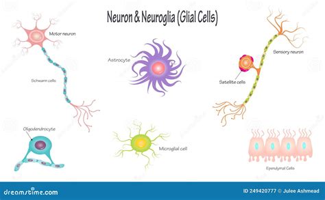 Neurons And Neuroglial Cells Cartoon Vector 125362983