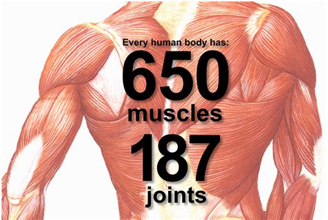 Contrary to popular belief, the number of muscle fibers cannot be increased through exercise; Want to Learn The Secrets to Muscle Hypertrophy