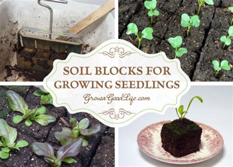 Soil Blocks To Grow Seedlings