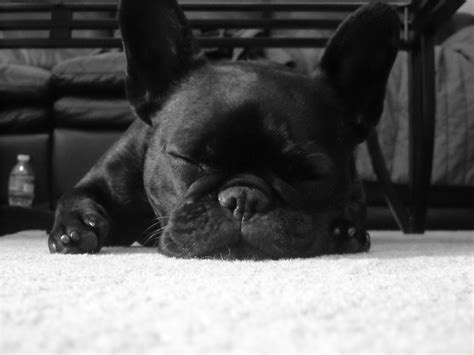 french bulldog hd wallpapers backgrounds wallpaper abyss