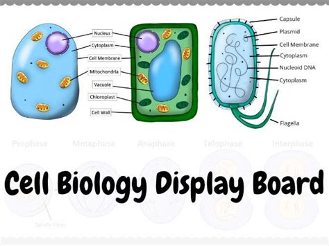 Plant Animal And Bacterial Cell Wall Science Display Posters A3a4