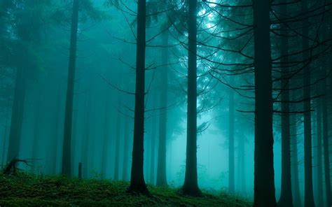 Forest Mist Nature Turquoise Trees Cyan 1920x1200 Wallpaper